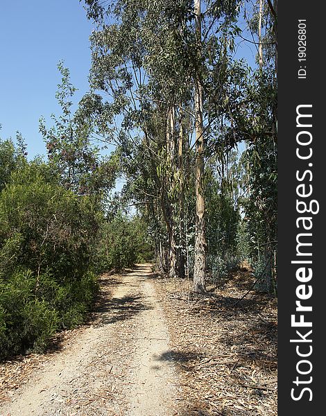 Landscape country road, eucalyptuses forest, path to go over the forest.
