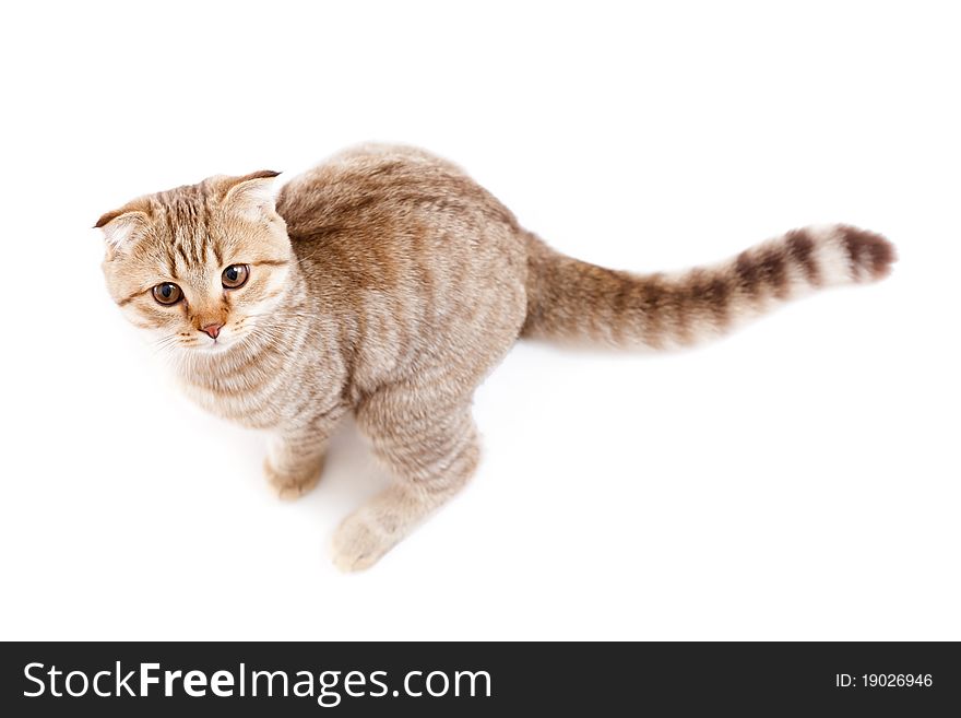 Jumping kitten or cat striped Scottish like kangaroo. Jumping kitten or cat striped Scottish like kangaroo