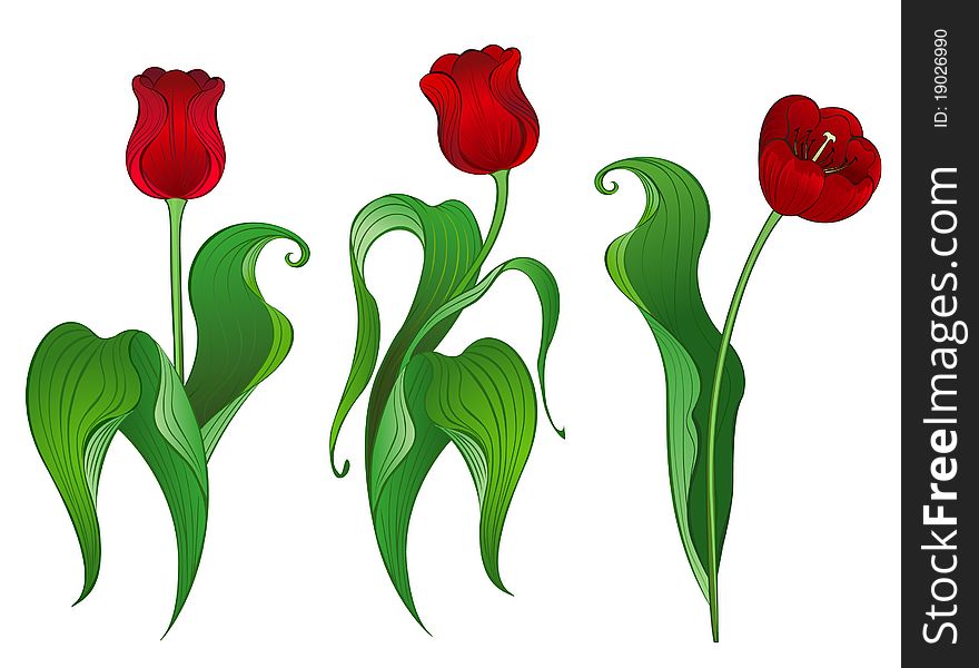 Three artistically painted red tulips on a white background. Three artistically painted red tulips on a white background.