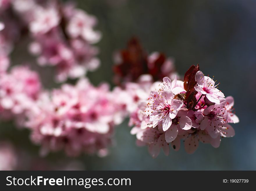 Cherry tree blossom in spring, close up pink flowers