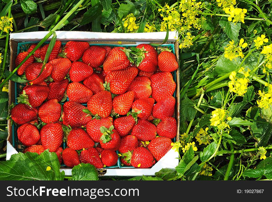 Image of strawberries in field