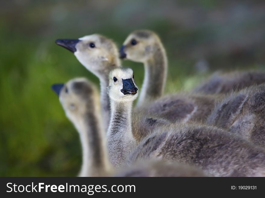 Canadian Geese canadian Geese goslings go to the river.