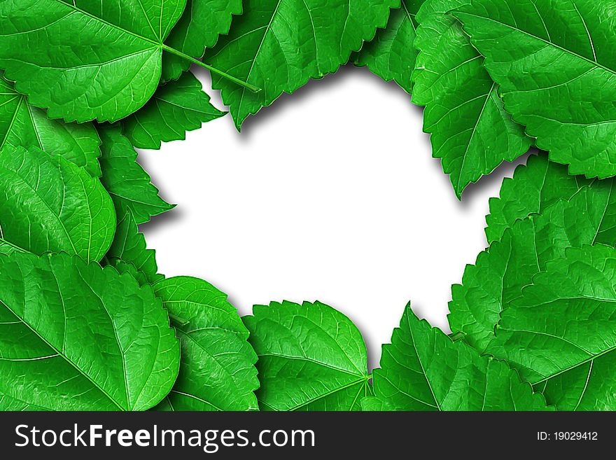 Natural green leaf frame on white