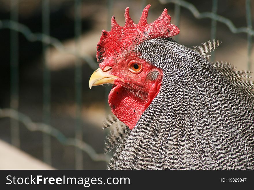 A rooster in the farm