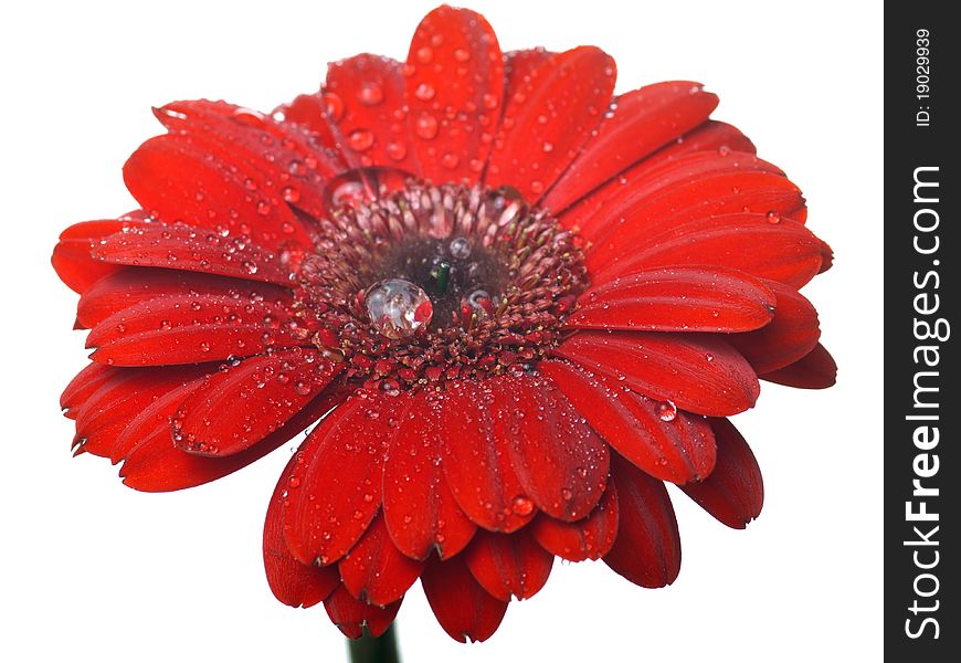 Red gerber flower with rain drops