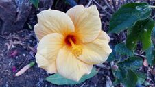 Beautiful Picture Of Big Hibiscus Flower Royalty Free Stock Image Beautiful Picture Of Big Hibiscus Flower Royalty Free Stock Image