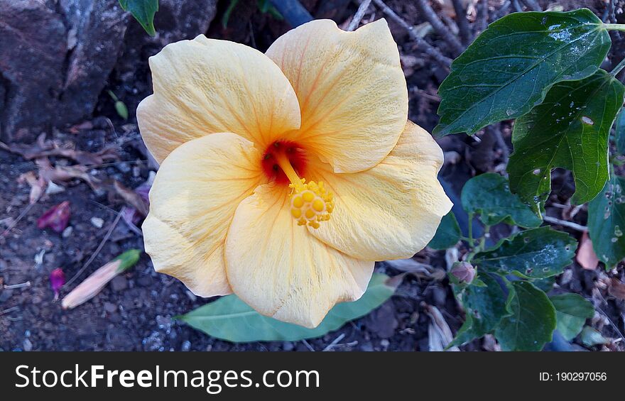 Beautiful Picture Of Big Hibiscus Flower