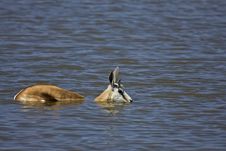 Springbok Standing In Deep Water Stock Images