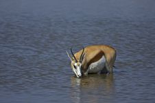 Springbok Standing In Waterhole Stock Image