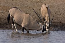 Two Gemsbok Standing At Waterhole Royalty Free Stock Image Two Gemsbok Standing At Waterhole Royalty Free Stock Image