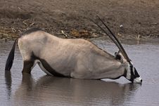Gemsbok Standing In Waterhole Stock Photography Gemsbok Standing In Waterhole Stock Photography