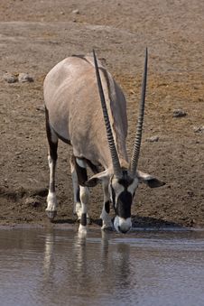Gemsbok Standing At Waterhole Stock Photo