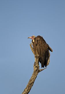 White Headed Vulture Royalty Free Stock Photography White Headed Vulture Royalty Free Stock Photography