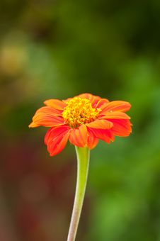 Zinnia Flower On Green Background Stock Photo Zinnia Flower On Green Background Stock Photo