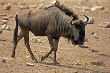 Wildebeest Walking In Rocky Field Stock Photography Wildebeest Walking In Rocky Field Stock Photography