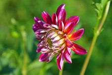 Dahlia Flower Stock Images Dahlia Flower Stock Images