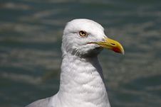 Yellow-legged Gull (Larus Michahellis) Stock Image