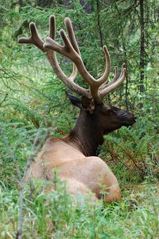 Elk In A Forest Royalty Free Stock Images