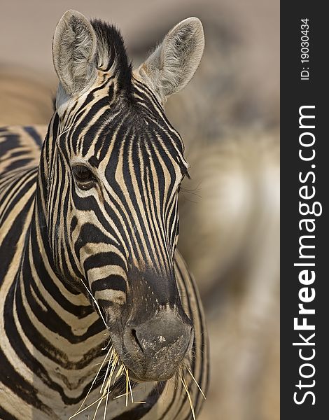 Portrait of Burchells Zebra
