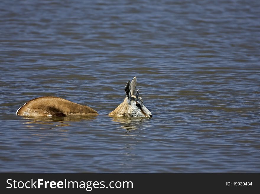 Springbok standing in waterhole drinking; Antidorcas marsupialis. Springbok standing in waterhole drinking; Antidorcas marsupialis