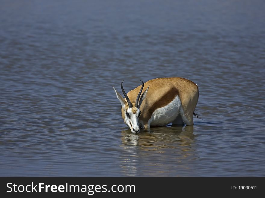 Springbok Standing In Waterhole