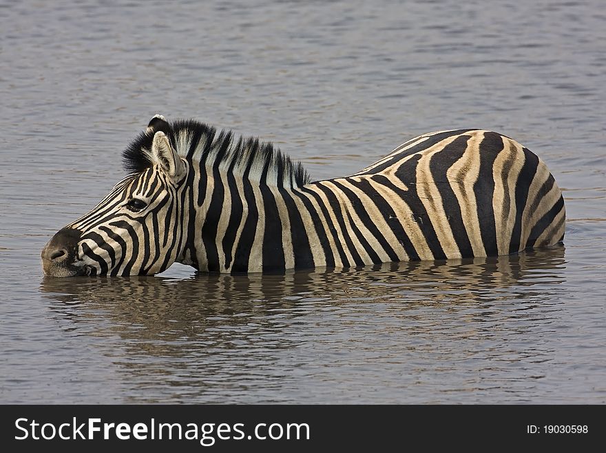 Burchells zebra standing in deep water drinking; Equus Burchelli. Burchells zebra standing in deep water drinking; Equus Burchelli