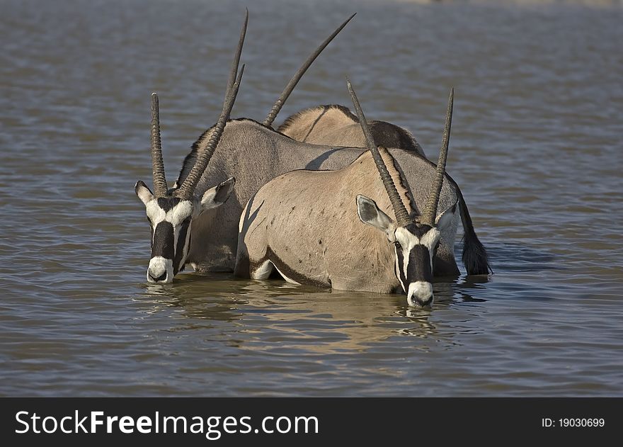 Three Gemsbok standing in deep water; oryx gazella