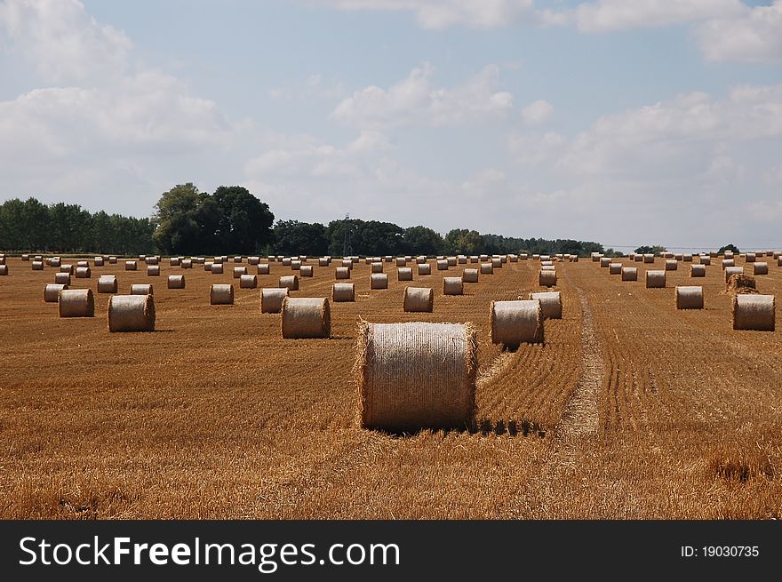 Summer landscape at harvest time