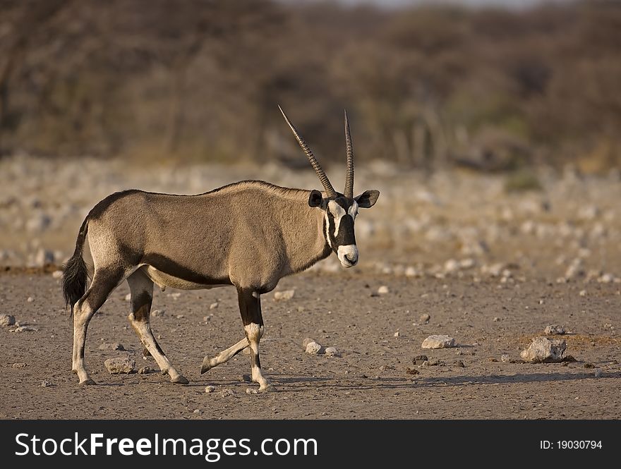 Gemsbok walking in field; oryx gazella. Gemsbok walking in field; oryx gazella