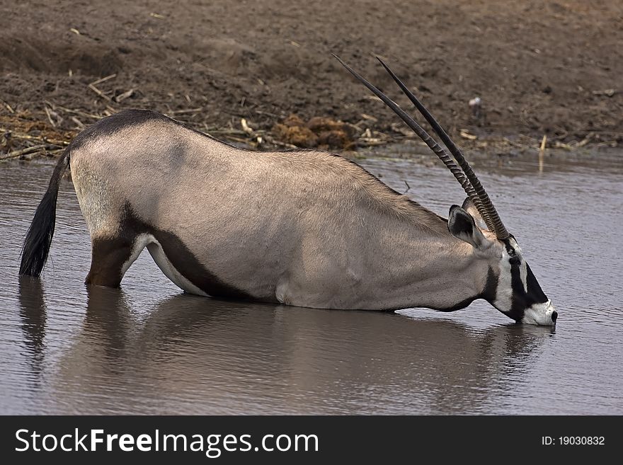 Gemsbok Standing In Waterhole