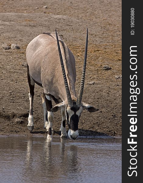 Front view of Gemsbok standing at waterhole; oryx gazella