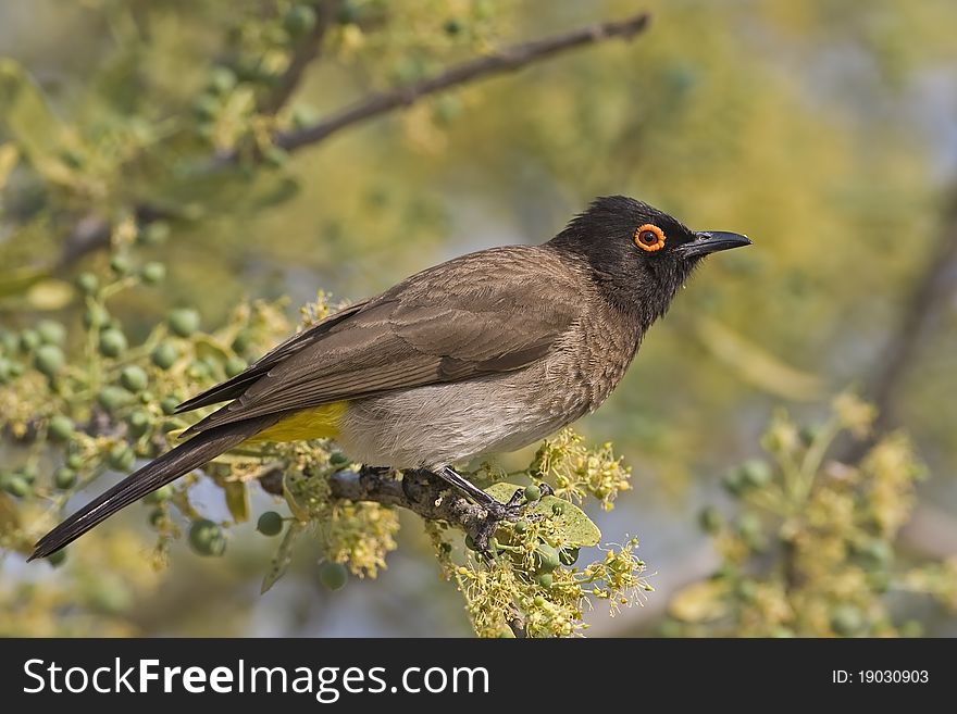 Close-up of Full side view of an African Red-eyed Bulbul;l Pycnonotus nigricans