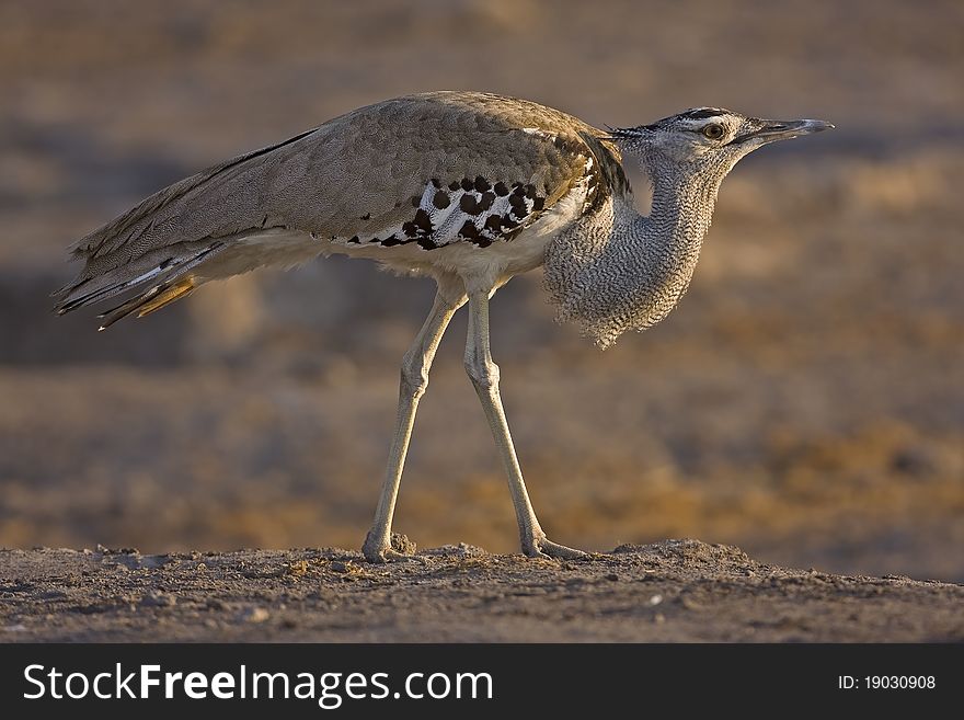 Close-up of a Kori bustard; Ardeotis kori