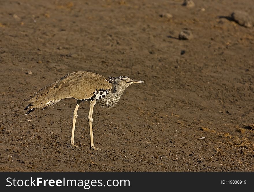 Kori bustard walking in dry field; Ardeotis kori