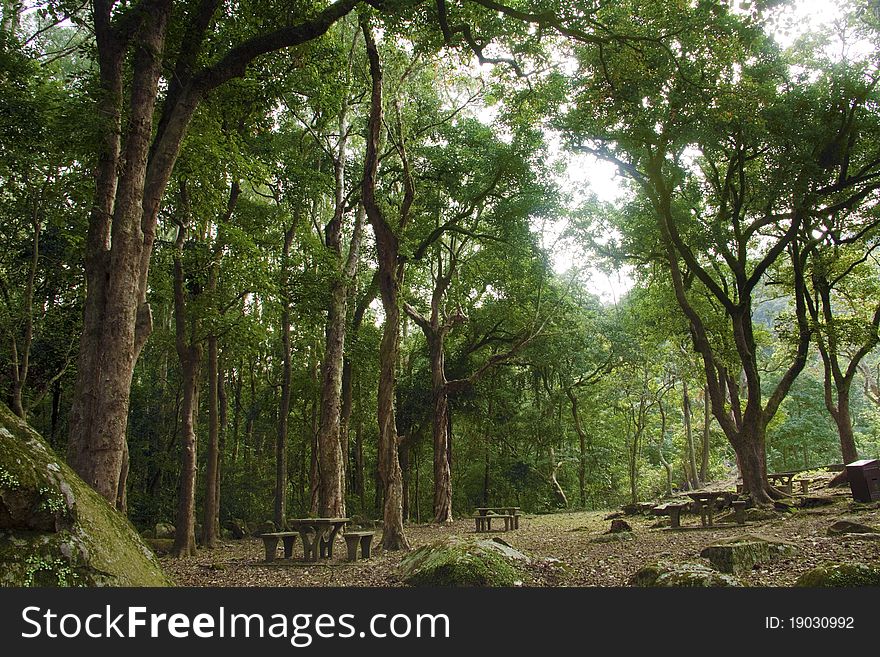 Summer Forest