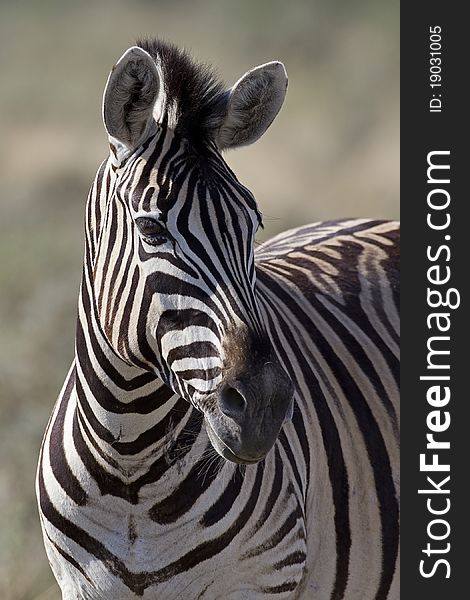 Portrait of Burchells zebra; Equus Burchelli