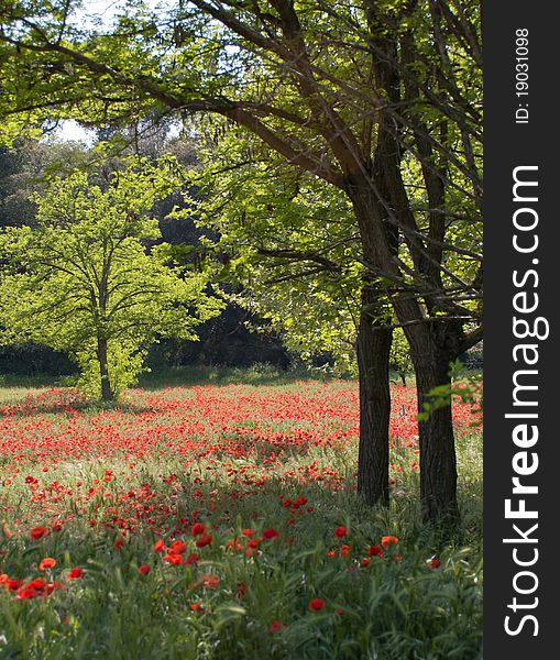 Field of Poppies, near Avignon, France