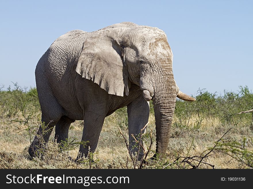 Big elephant bull browsing on young thorn trees; Loxodonta Africana; Etosha