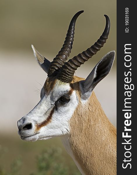 Springbok portrait