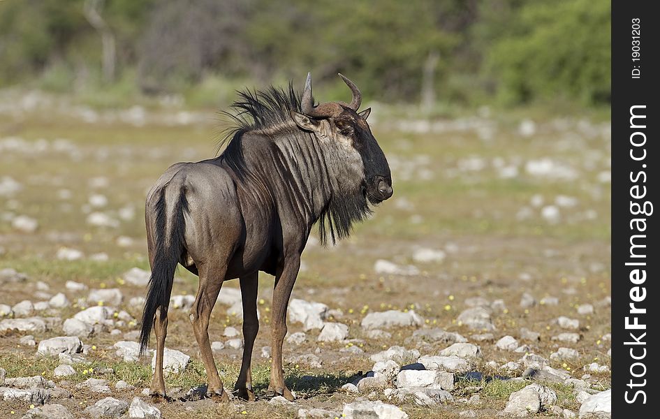 Close-up of Blue Wildebeest; Connochaetes taurinus