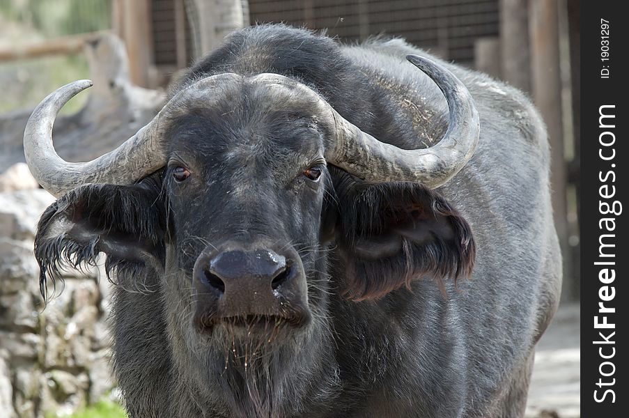 Close up of an African Buffalo