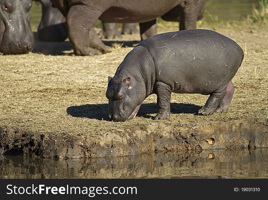 Hippopotamus baby walking on river bank; hippopotamus amphibius