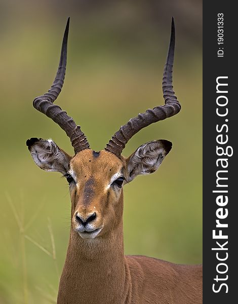 Close-up Portrait Of Male Impala