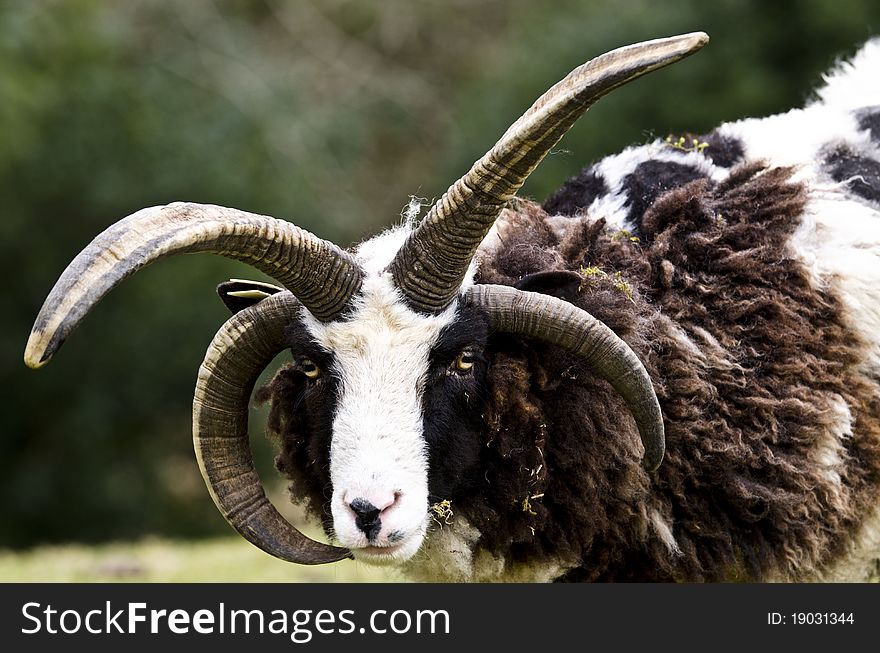 A four horned goat looking in to the camera. A four horned goat looking in to the camera.