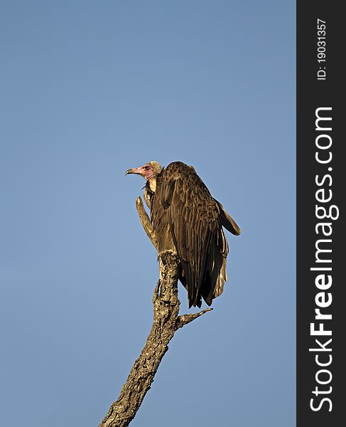 White headed vulture perched on dead branch; Trigonoceps Occipitalis