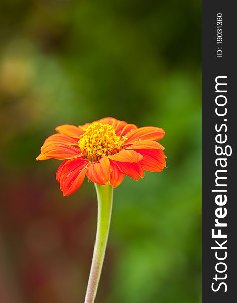 zinnia flower on green background,in the gardens