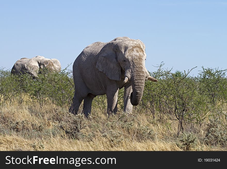 Elephants  browsing on young thorn trees