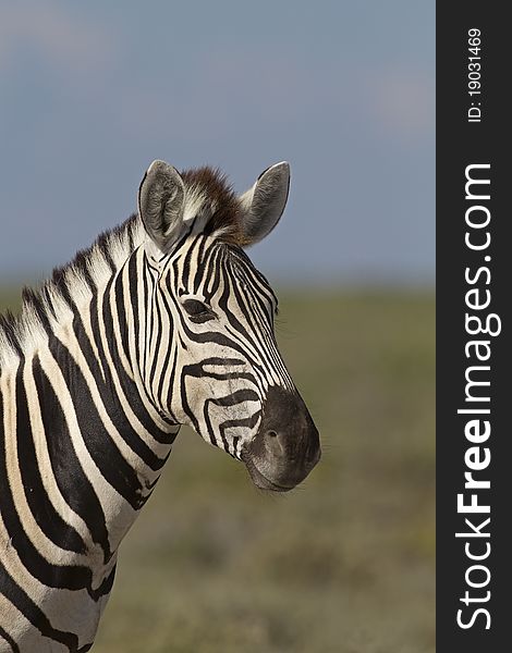 Portrait Of Burchells Zebra