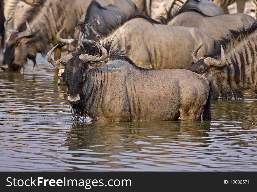 Blue wildebeest standing in waterhole; Connochaetes taurinus. Blue wildebeest standing in waterhole; Connochaetes taurinus