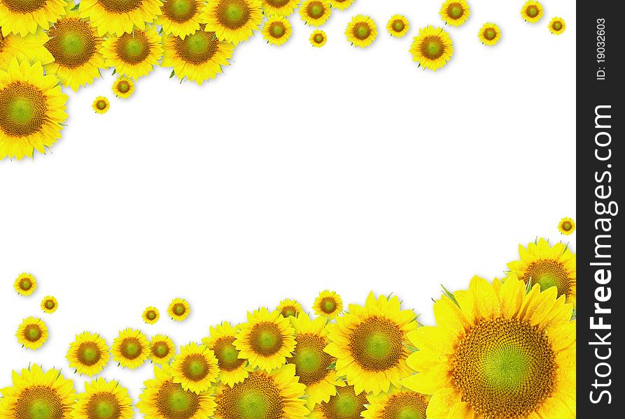 Beautiful yellow Sunflower drops frame